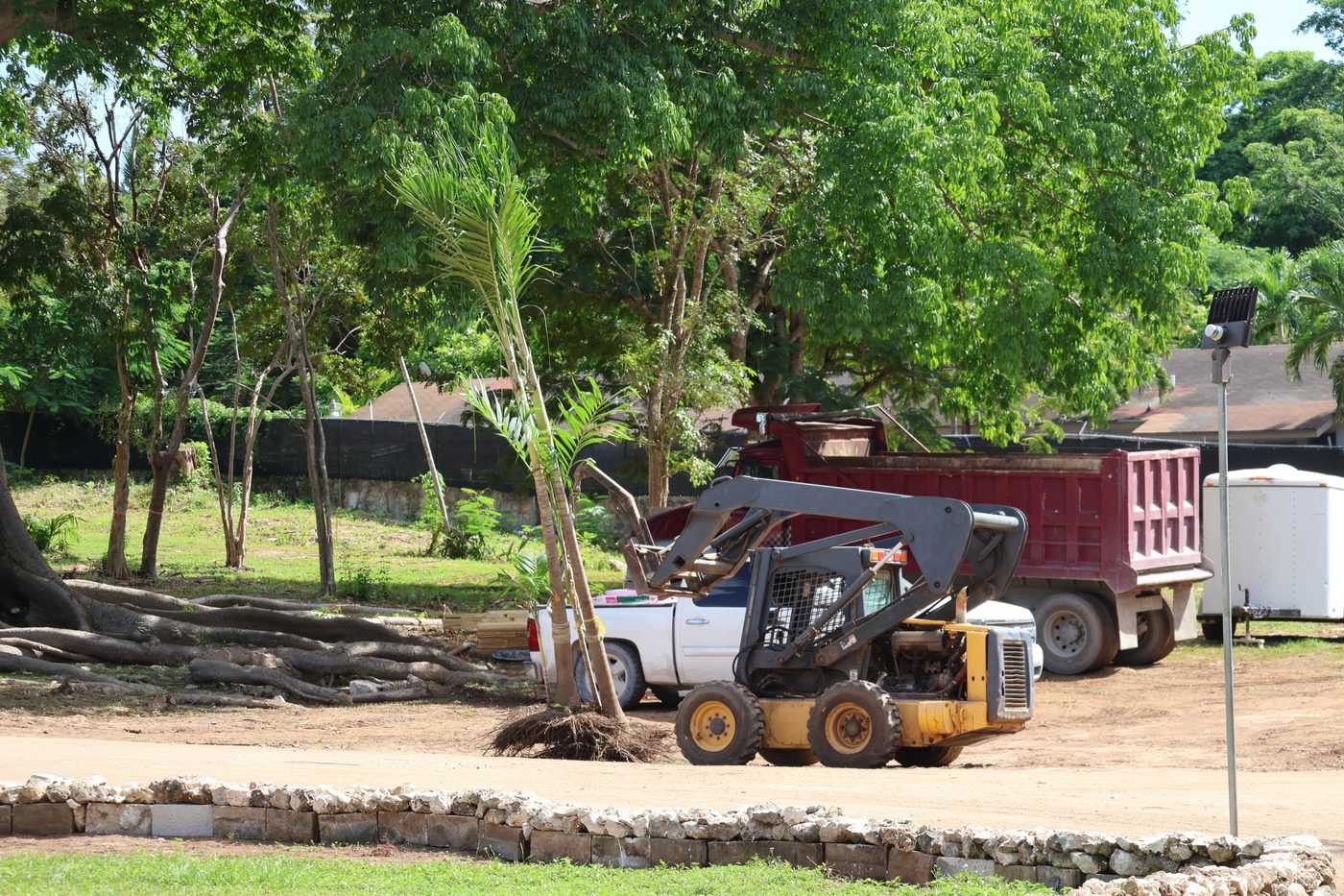 Palms staged for replanting
