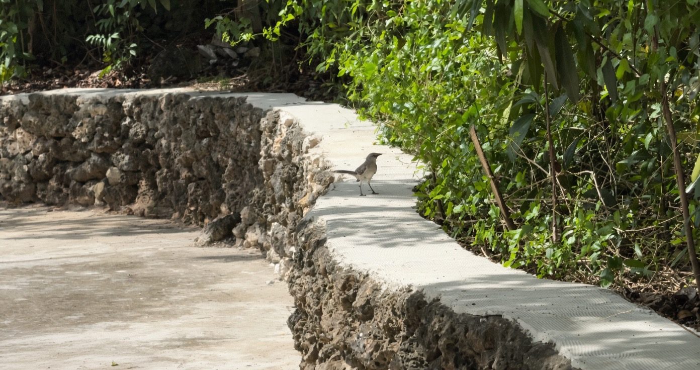 A bird resting on an old stone wall